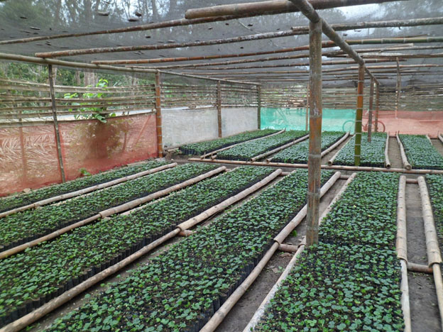 Uno de nuestros viveros de Bourbon amarillo